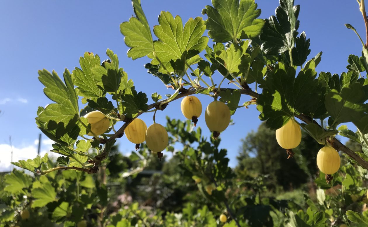 Koloniföreningen Söderbrunn – Stockholms äldsta koloniområde